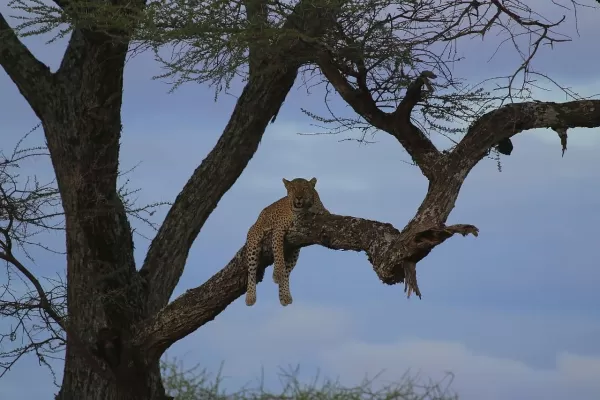 Maswa Game Reserve